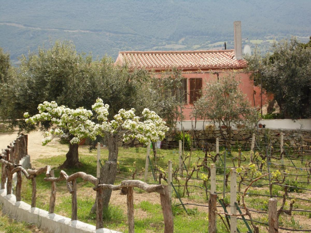 Villa L'Oleandro Oliena Exterior photo